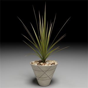 Dracaena Marginata tree